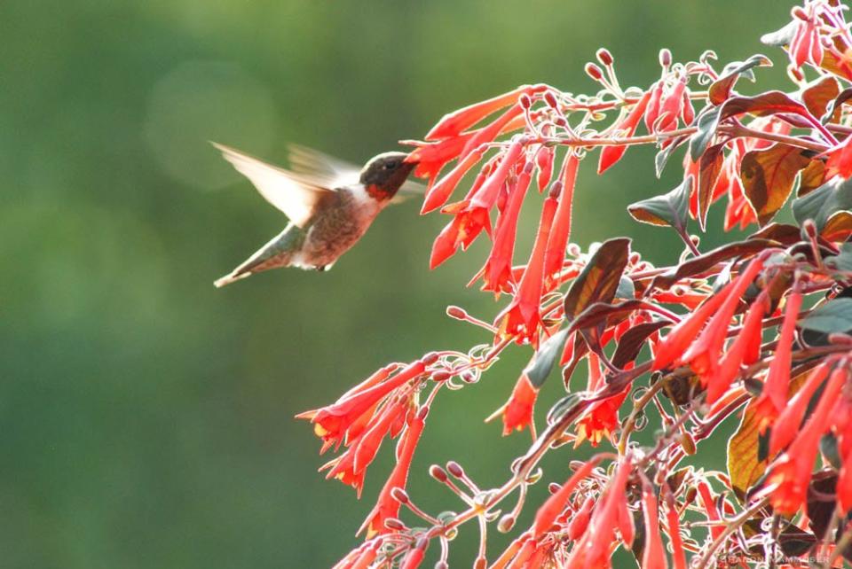 It's about that time of year again when ruby-throated hummingbirds will be making their way to the mountains of Western North Carolina.