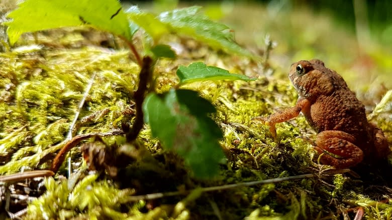 Reptile and amphibian researchers meet in Manitoba in shadow of troubling report