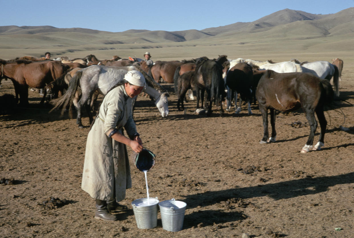 A woman herder pours milk from the mares of her family's Mongolian horse herd into larger pails. She will ferment the milk to make the Mongolian drink arik. | Location: Mongolian People's Republic. (Photo by Dean Conger/Corbis via Getty Images)