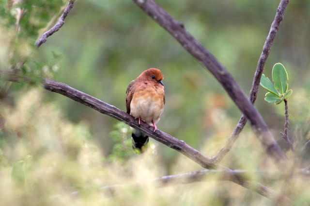 New hope for one of the world’s rarest bird species as conservationists hand-rear chick