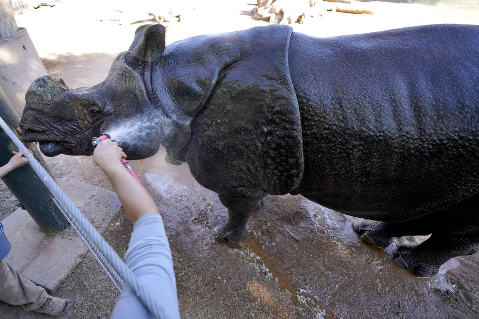 Chutti, a rhinoceros at the Phoenix Zoo, gets cooled off by keeper Leslie Lindholm, Tuesday, June 27, 2023, in Phoenix. As triple digit temperatures become the norm, the zoo utilizes cooling techniques for the animals that include spraying, frozen treats, shaded areas, pools of water, and earlier morning hours for guests in an effort to keep animals cool. (AP Photo/Matt York)