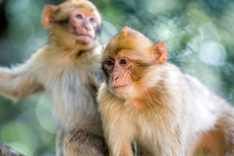 In October, the Barbary macaque was listed as a species threatened with extinction on the Convention on International Trade in Endangered Species (CITES)