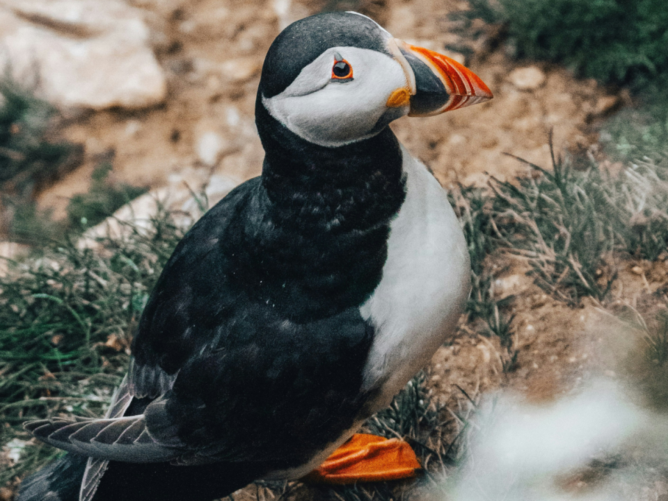 See puffins up close at the Bempton Cliffs nature trail (Unsplash / Jonny Gios)