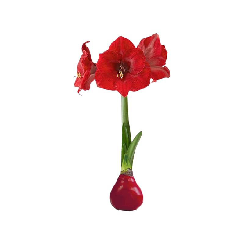 Waxed Amaryllis Bulb