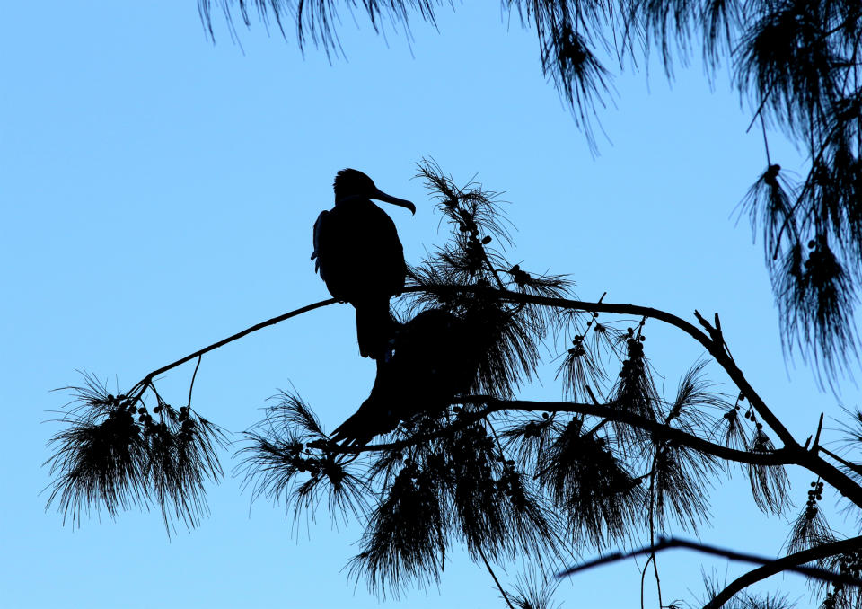 In this Oct. 15, 2019, photo, a seabird sits in a tree on Midway Atoll in the Northwestern Hawaiian Islands. Flying into the uninhabited Northwestern Hawaiian Islands, Midway Atoll appears out of the vast blue Pacific as a tiny oasis of coral-fringed land with pristine white sand beaches that are teeming with life. But on the ground there’s a different scene: Plastic, pollution and death. (AP Photo/Caleb Jones)