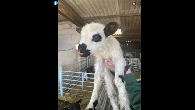 Lamb born with no wool given fluffy fleece - BBC News