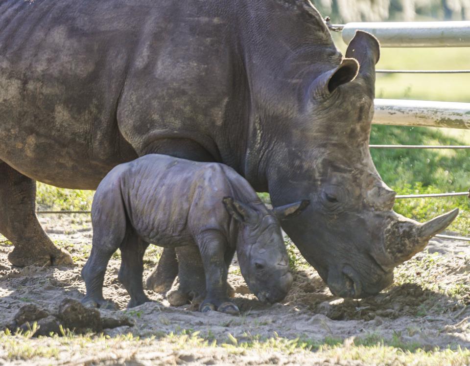 Busch Gardens Tampa Bay recently welcomed a 150-pound rhino calf, and now its asking for your help to name him.