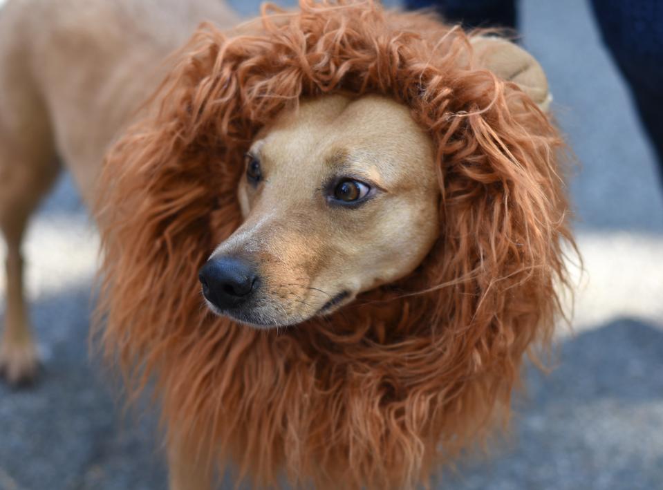 Costumed pooches prance In annual Halloween Dog Parade in New York City