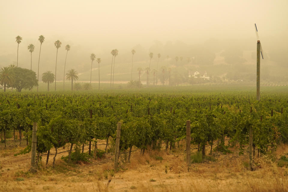 Smoke and haze from wildfires hovers over a vineyard Thursday morning, Sept. 10, 2020, in Sonoma, Calif. (AP Photo/Eric Risberg)