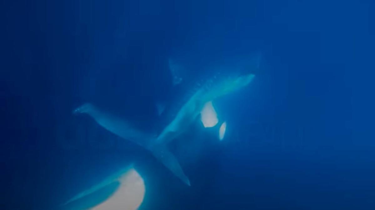 Watch orca tear open whale shark and feast on its liver in