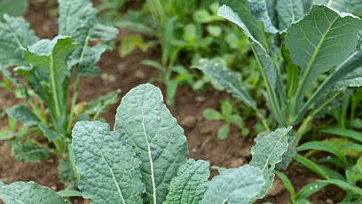 a close up of a young lacinato kale plant growing on an organic farm