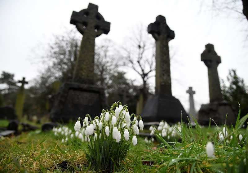 Snowdrops are seen flowering amongst graves in a cemetery in London