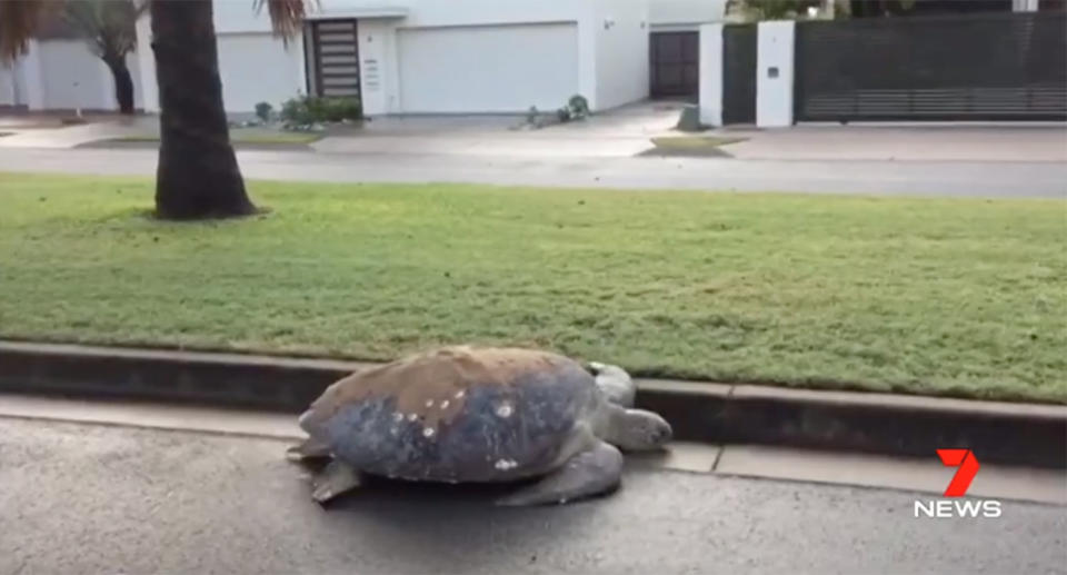 Mackay couple finds turtle in their driveway 400 metres from beach