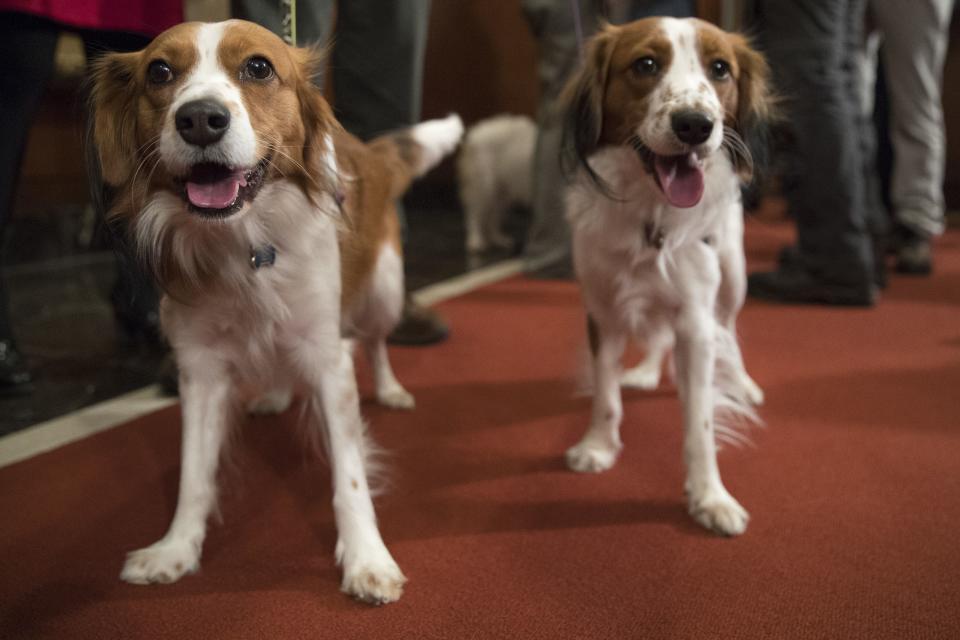 Nederlandse kooikerhondje Escher, right, and Rhett are shown during a news conference at the American Kennel Club headquarters, New York, USA - 10 Jan 2018