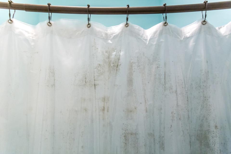 Dark brown mildew mold on plastic interior shower curtain in a light aqua bathroom