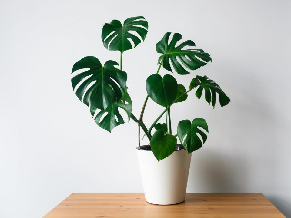 Monstera-Pflanzen sind auch als Schweizer Käsepflanzen bekannt. - Copyright: Kseniâ Solov'eva / EyeEm/Getty Images