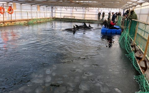 Wildlife activists have visited the facility and reported appalling conditions - Credit: Free Russian Whales/AP
