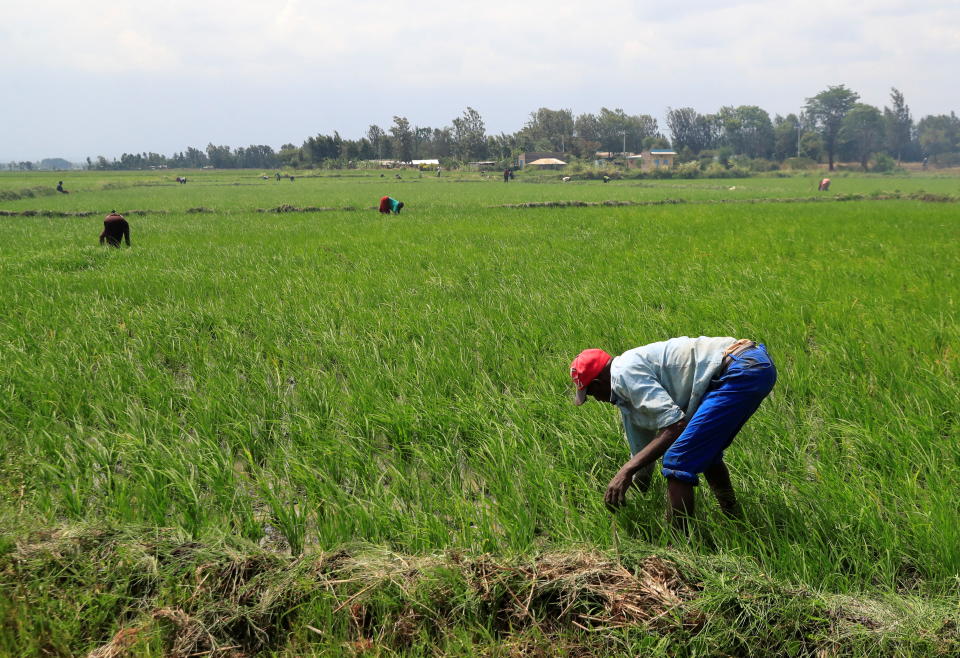 A farmer works in a paddy field.