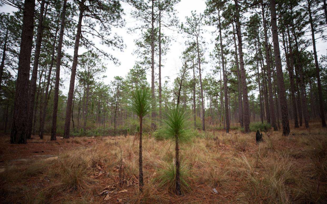 Pine trees in North Carolina. Most of the biomass used in the UK comes from southern US - James Breeden/The Daily Telegraph