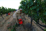 Workers harvest grapes at the La Motte wine farm in Franschoek near Cape Town, South Africa in this picture taken January 29, 2016. REUTERS/Mike Hutchings