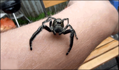 terrifying spiders gif