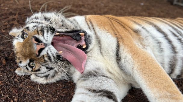 PHOTO: Misunkala, an 17 year old tiger, gives a big yawn.  Most of the cats sleep 16 hours a day, and will sleep through the duration of the storm. (Central Florida Animal Reserve)