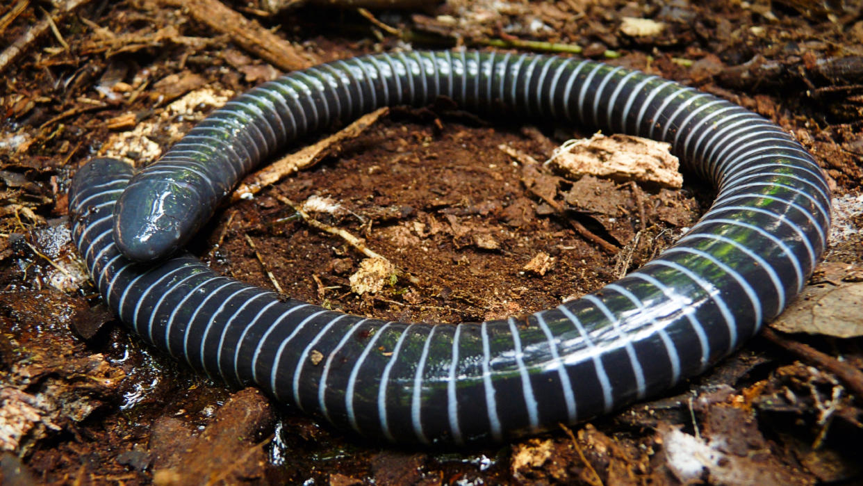  Ringed caecilian. 