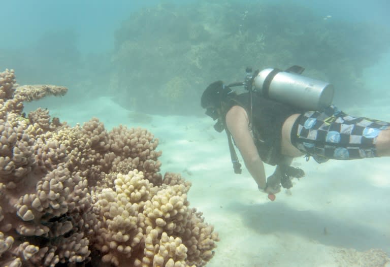 Prior to the record mass bleaching in 2016, the coral had a few years between episodes to recover