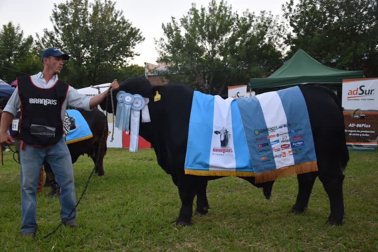 El Gran Campeón Macho de la raza fue el Box 298 RP 2903, perteneciente a la Cabaña Las Dos A, de la provincia de Chaco