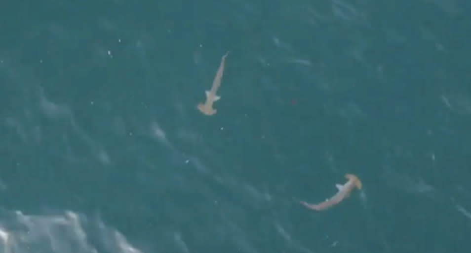 Two hammerhead shark off Bondi Beach in Sydney.