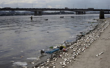 Dead fish lie on the shore of Guanabara Bay in Rio de Janeiro, Brazil January 13, 2016. REUTERS/Ricardo Moraes