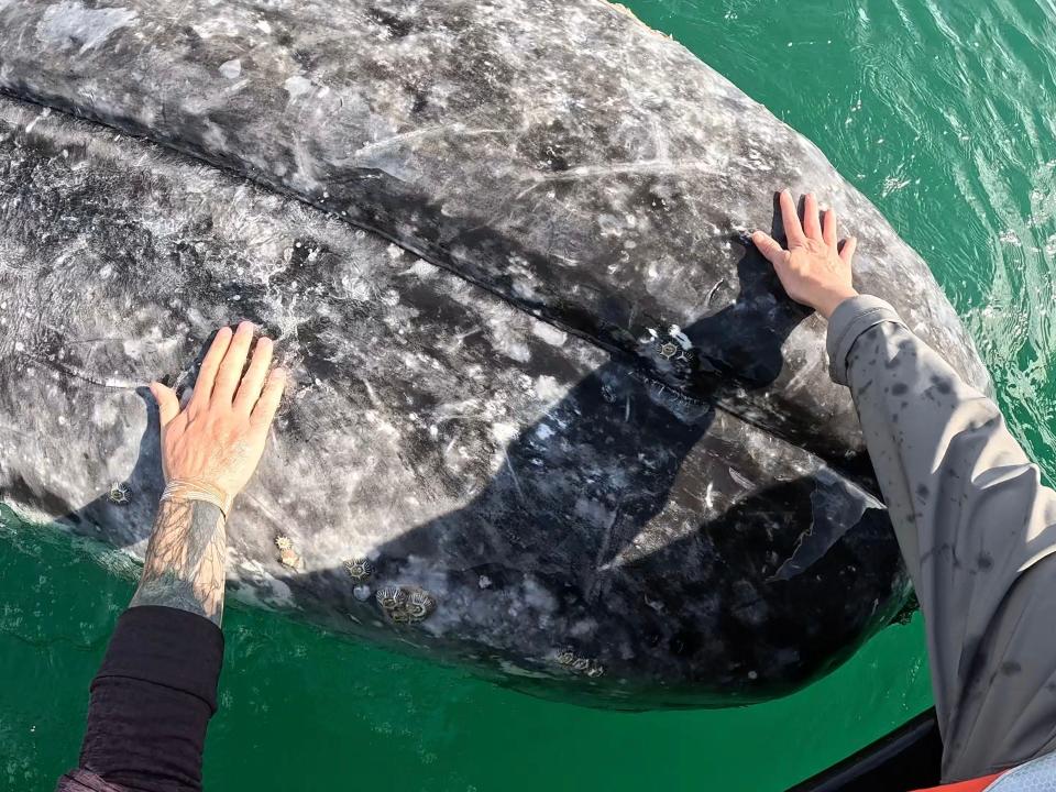 Two hands touching a gray whale