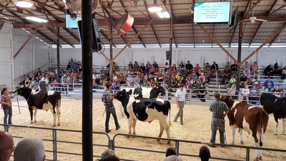 Zachariah Stephens, Isiah Stephens' older brother, center in plaid shirt, showed his Isiah's market Holstein and worked with him, completing all of the chores at fair for both his and his brother's animal in the beef barn.