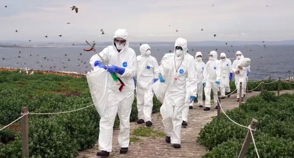 Men in PPE carrying the bodies of thousands of dead birds on the UK's Farne Islands in 2022 after an avian influenza outbreak.