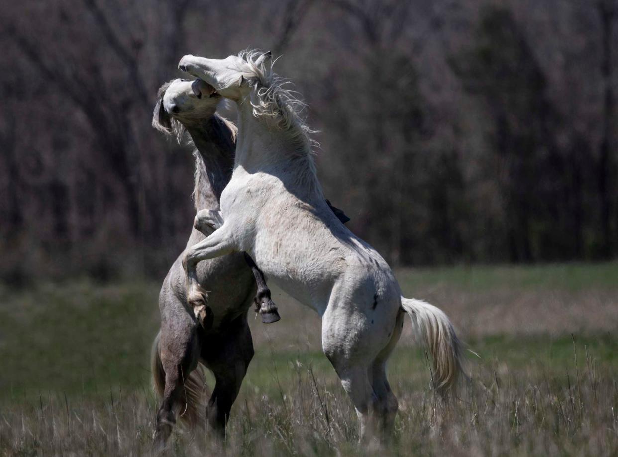 Two Broadfoot bachelor stallions fight in April 2022 in Shannon County. This photo, along with about 100 others are featured in local photojournalist Dean Curtis's photobook "The Wild Horses of Shannon County, Missouri." The book includes photos of the four area herds: Shawnee Creek, Broadfoot, Rocky Creek and Round Spring. It also includes information about the Missouri Wild Horse League, which helped preserve the existence of the wild horses in the 1990s.