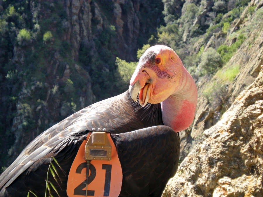 This undated photo from the U.S. Fish and Wildlife Service shows Condor No. 21 wearing a GPS transmitter while perched near his nest in the Hopper Mountain National Wildlife Refuge near Fillmore, Calif.(Joseph Brandt/U.S. Fish and Wildlife Service via AP)