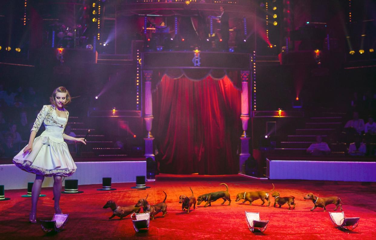 In Rotterdam, you could watch a pack of performing dachshunds at the Christmas circus - Copyright:DomSecher