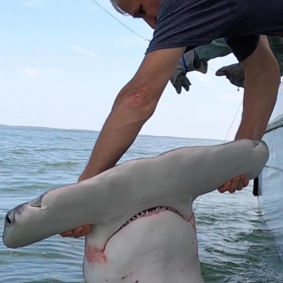 A hammerhead shark that was caught and released in Hilton Head Island waters.