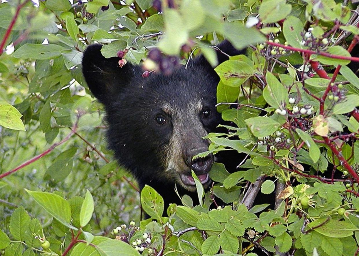 A bear cub is seen in bushes.