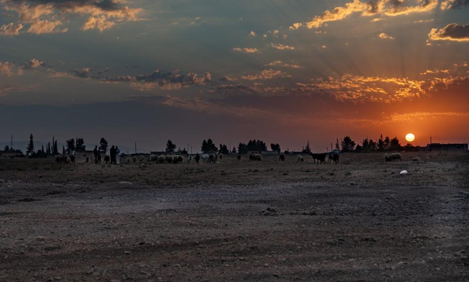 Herds of goats look for green pastures in Hasakah (Bel Trew)