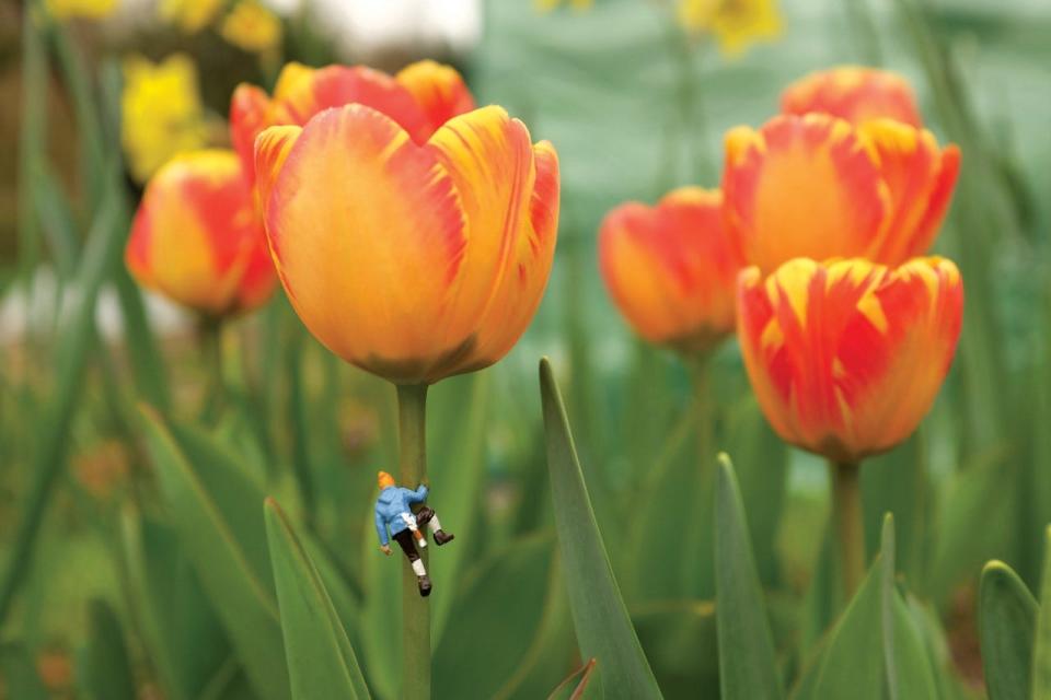 Sarah Jones Decker's "Tulip Climber" is one of the photographs featured in her new book, Tiny Ridge, which features HO Scale train model figurines strategically placed throughout the author's farm, Root Bottom Farm, in the East Fork community of Marshall.