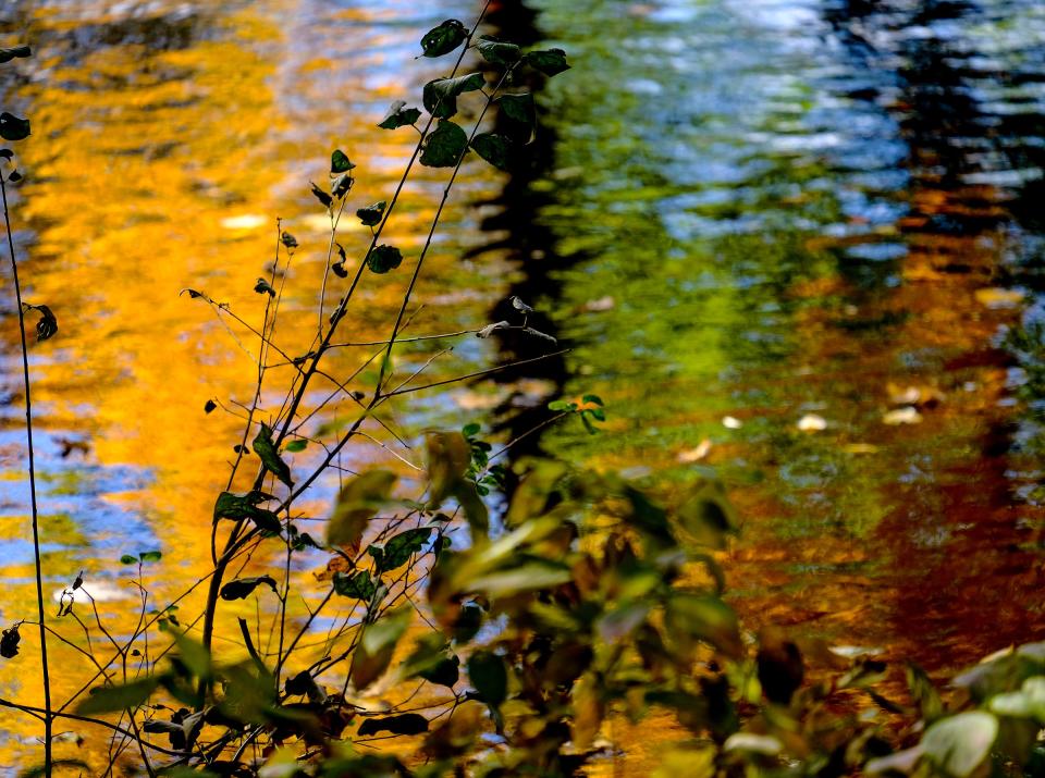 The shimmering color of tree foliage reflected in the Red Cedar River makes for an interesting background.