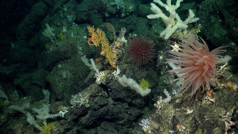 Corals, sponges, anemones, crustaceans, echinoderms, and more 