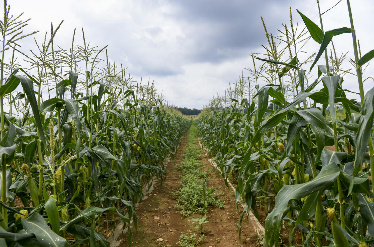 Looking down a row of sweet corn growing at Fisher's Produce in Oley Township, Pa.