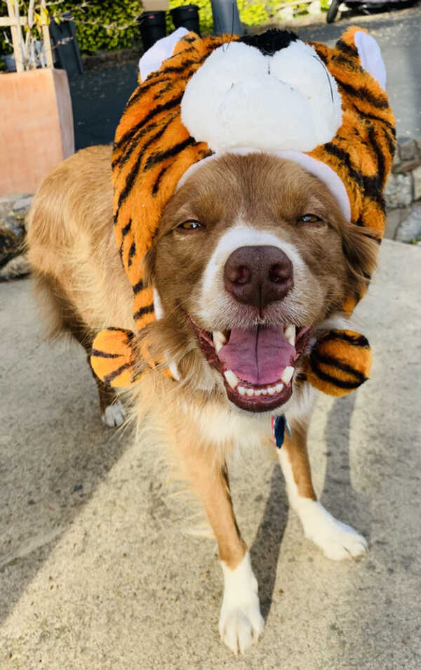 Healdsburg resident Christopher Lefferts, who lives off South Fitch Mountain near the golf course, took this pic of his dog Gizmo celebrating the Chinese Year of the Tiger. Lefferts used to own 8 Dragons Restaurant in the Safeway Shopping Center, which closed down last year. "If you can, please try to get food from a Chinese restaurant" to celebrate the Chinese New Year, he says. "The Covid restrictions and stay at home recommendations have been especially difficult for restaurants." (Photo courtesy of Christopher Lefferts)