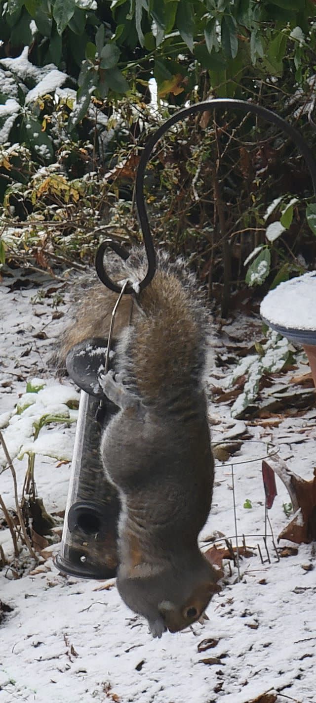 A squirrel doing acrobatics.