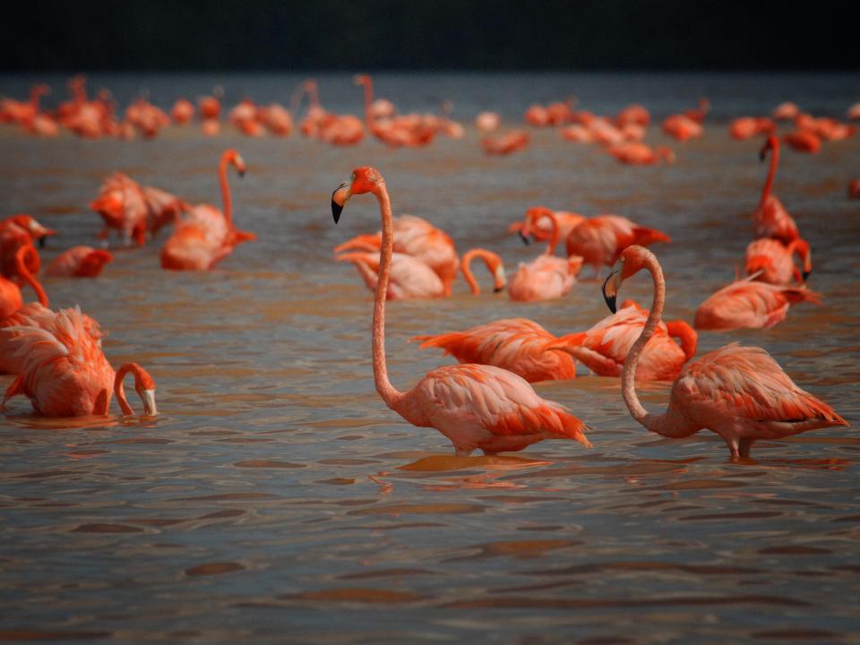 American flamingos, photographed on Mexico's Yucatan Peninsula, recently have made rare appearances in at least 10 mid-eastern states.