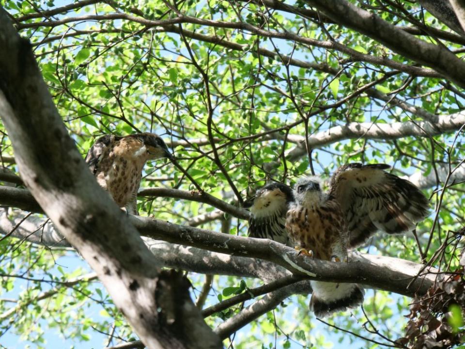 台中市東區一處綠園道發現保育類鳳頭蒼鷹。（野鳥協會提供）