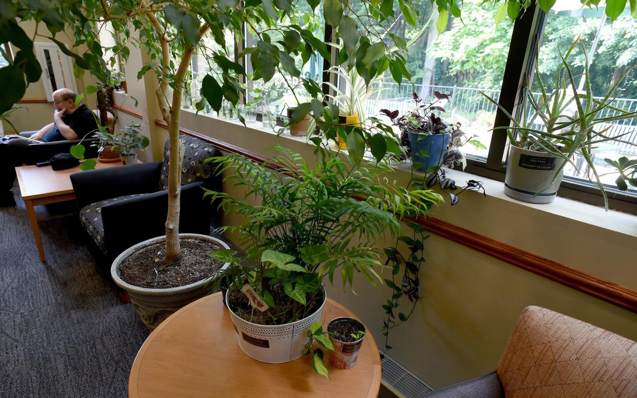 Doug Rousell of Dexter enjoys reading on his lunch break among the many plants in the Bedford Branch Library's houseplant library.