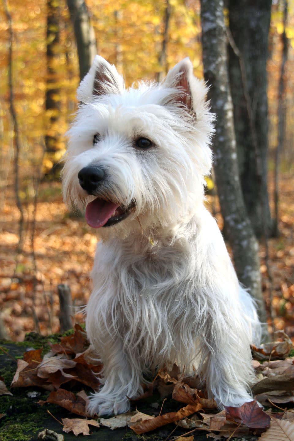 West Highland Terrier